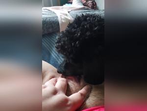 extreme dog porn videos