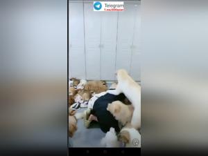 Asian Dog Group Sex Extreme
