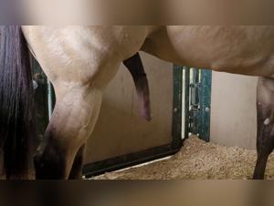 Forbidden Meeting: Woman and Horse