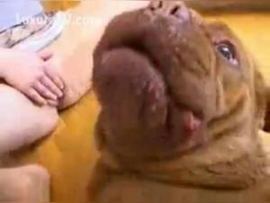 A beastly and exciting encounter with a Dog de Bordeaux