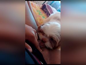 l'amiga brésilienne baise son chien à brasilia