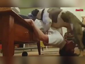 Facefucker with a dog: an extreme zoophilia video