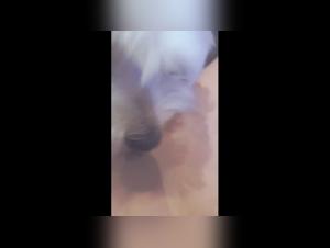 Woman and Dog: A Forbidden Meeting - Bestial and Extreme Video