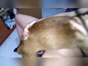 Practicar la posición misionera con su perro