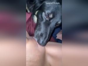 Zoophilia video: submissive dog and dominant woman