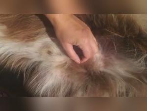 Bestiality sex videos featuring dogs