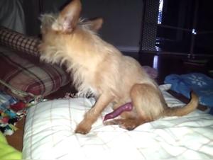 Bestiality: a woman and her dog in a shocking video