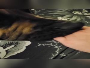 Sex videos with dogs