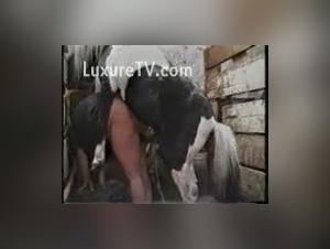 The hottest equine sex video ever
