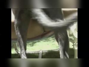 the art of zoo : forbidden explorations