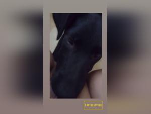 Hund Leckt, Tierische Befriedigung