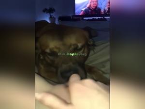 Tierisches Vergnügen: Hund leckt und Frau orgasmiert