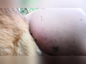 Porno Con Animales: Beastlity Sin Límites