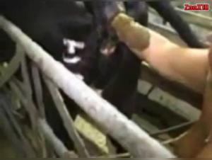 MBS in shocking bestiality scene