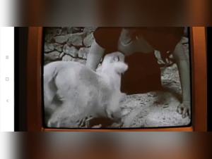 Forbidden Passion: Man and His Goat