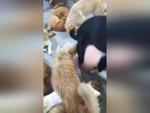 donne sesso con cani, eccessi selvaggi