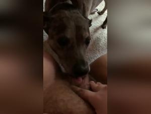 Two hungry dogs fight over a wet pussy