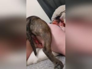 Cleaning lady submissive to her canine boss: a scene of extreme bestiality