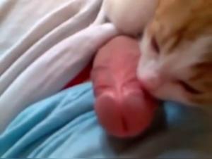 Video of Sex with a Dog