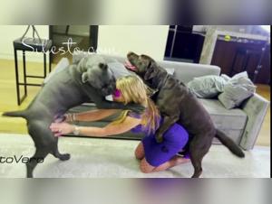 A Forbidden Experience with a Dog - Veronica Silesto