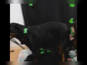 Extreme Bestiality: Zoophilia Video with a Dog