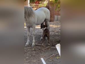 Cum con perro y amigos: Filme extremo de sexo hardcore