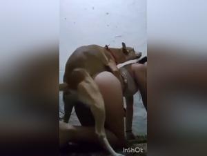 Bestiality video artofzoo porno extrÃ¨mement explicite avec des chiens et des femmes