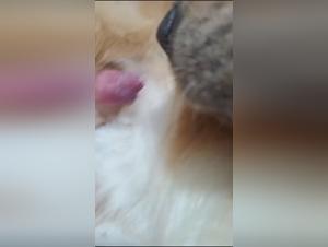 Untamed Desires: Tickzoo Exposed