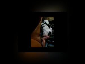 Dog submissive to his mistress: a video of bestial zoophilia