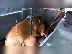 Nana fucks her dog in the car