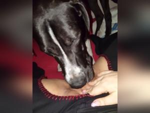 Extreme Animal Sex Tapes: The Best Collection for Hot Sex Fans