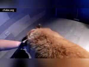 Russian Milf in Sex Addiction with a Dog