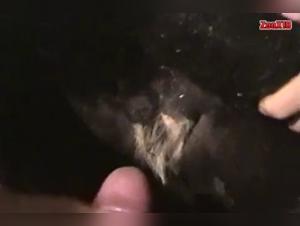 The Art of Zoophilia: XNXZoo Revelations