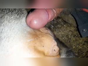 female dog sex videos
