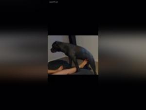 Bestiality Video: A Woman and Her Dog