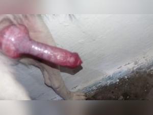 best sites for animal porno