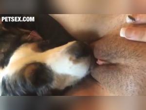 Sex video with a dog: a woman lets herself be licked by a dog