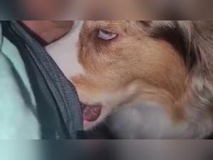 canine beastality art