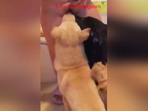 asian dog madness: extreme animal porn sessions