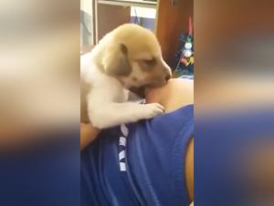 Zoophilia video: Puppy trying to drink his mother's milk, part 2