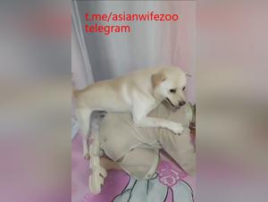 asian wife craving dog, extreme sex