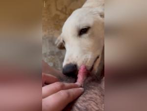 dog sex slavery: feline domination