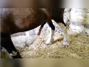 An Exciting Beastly Experience with a Horse