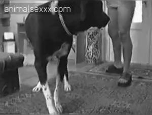 Bestialica Encounters: Animal Intimacy