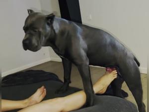 Forbidden dating: sex with a dog