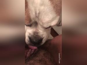 Dog licking a woman's private parts: an exciting zoophilia video
