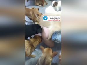Chinese Woman Dog Sex Party 2