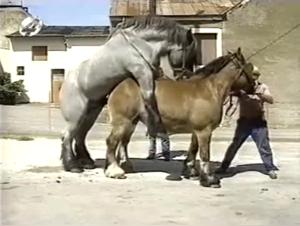 zoofiliaxxx hd videos