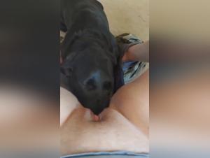 Girl suce le chien de la jeune femme en bestialité