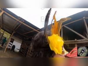 Intense Bestiality Cuisine Scene - Dog and Owner Sex